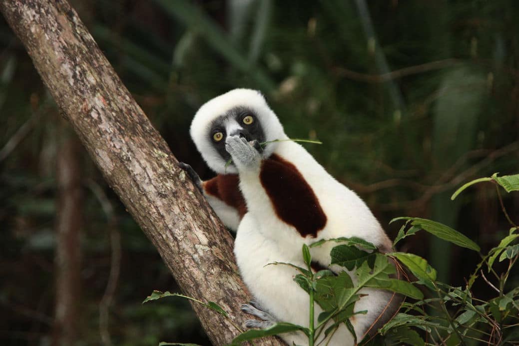 “Astonished Lemur” autor Jakob Strecker